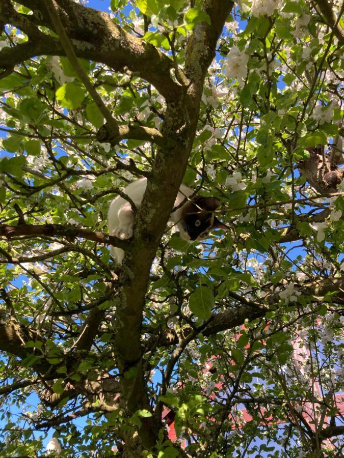 Au Cochon Qui Rit Apartman Flines-Les-Mortagne Kültér fotó